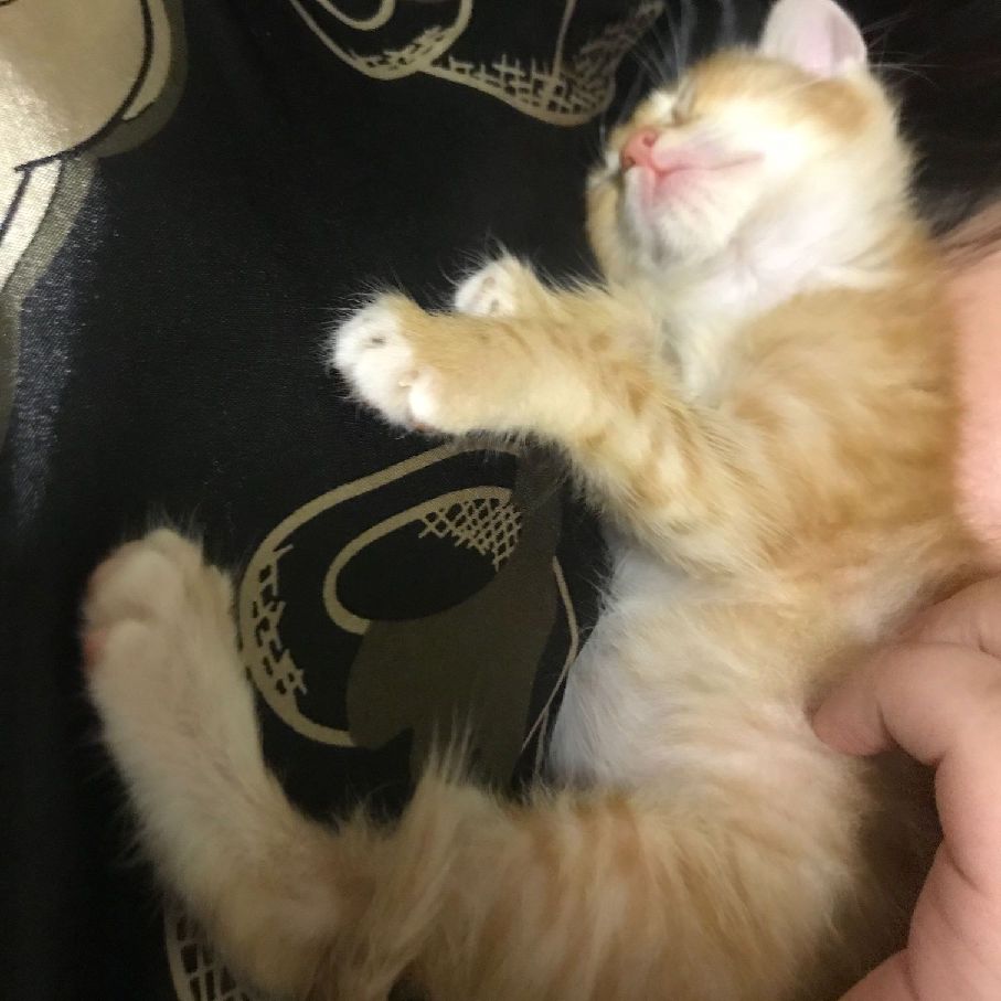 猫图片|宠物猫|猫咪|