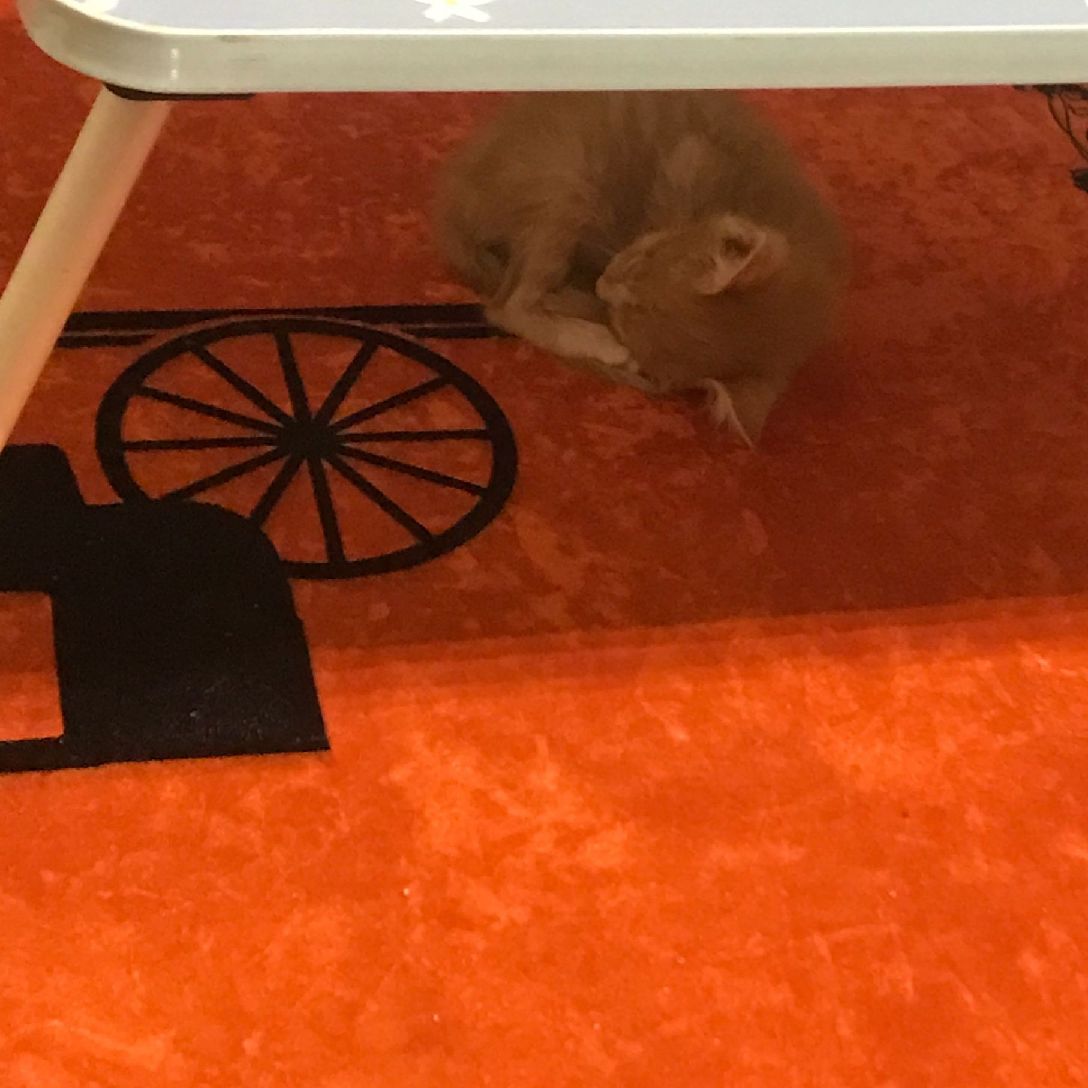 猫图片|宠物猫|猫咪|