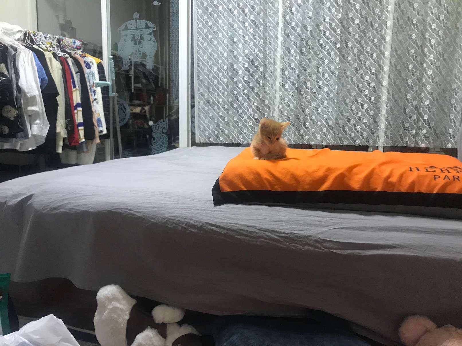 猫图片|宠物猫|猫咪|