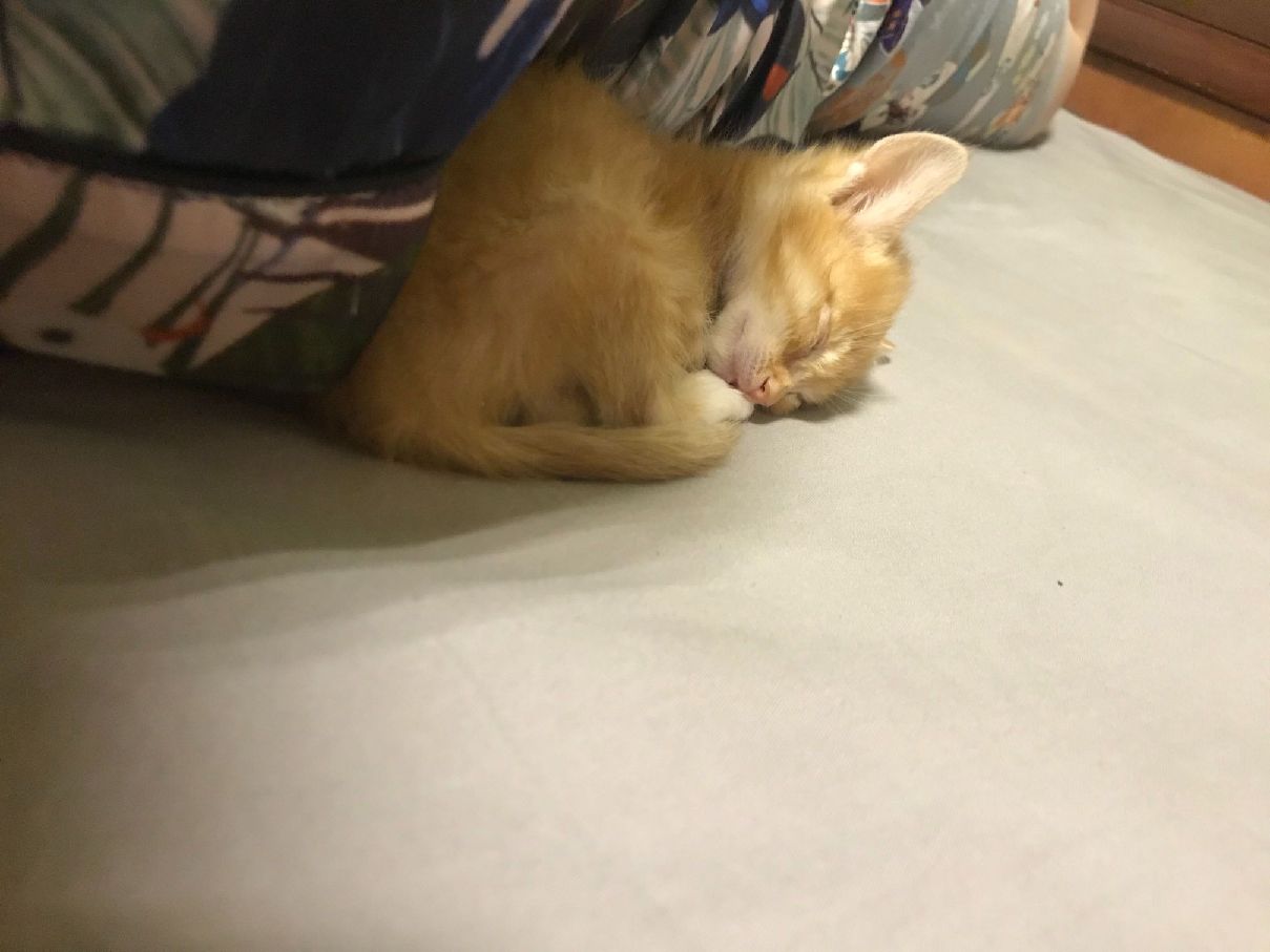 猫图片|宠物猫|猫咪|