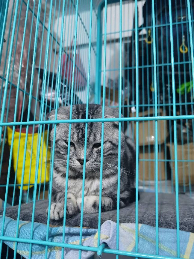 猫图片|宠物猫|猫咪|