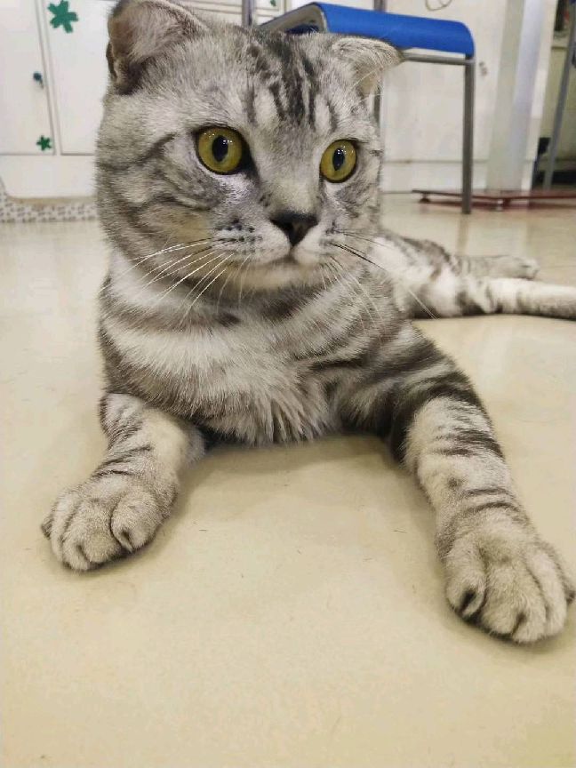 猫图片|宠物猫|猫咪|