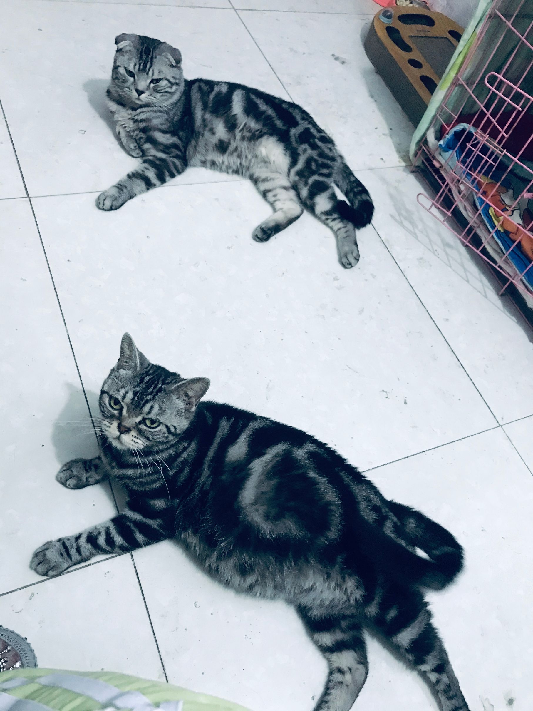 猫图片|宠物猫|猫咪|