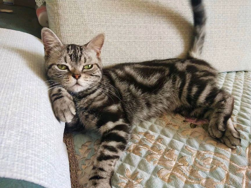 猫图片|宠物猫|猫咪|