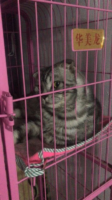 猫图片|宠物猫|猫咪|