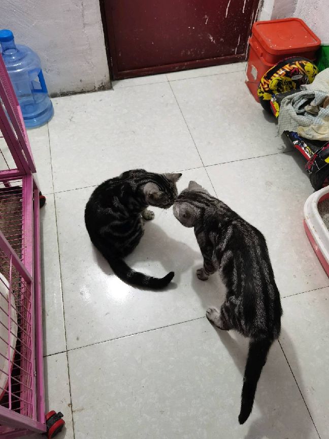 猫图片|宠物猫|猫咪|