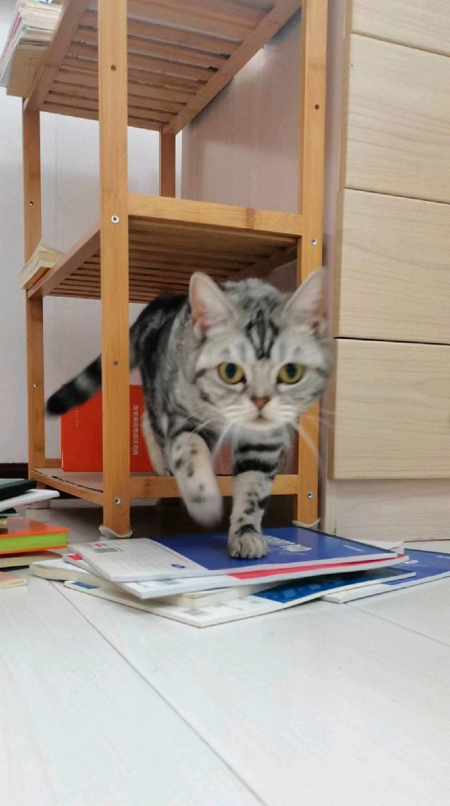 猫图片|宠物猫|猫咪|