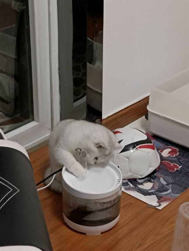 猫图片|宠物猫|猫咪|