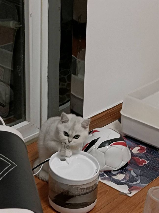 猫图片|宠物猫|猫咪|