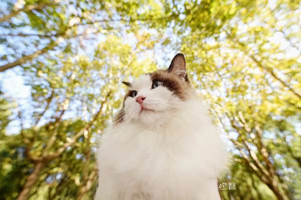 猫图片|宠物猫|猫咪|