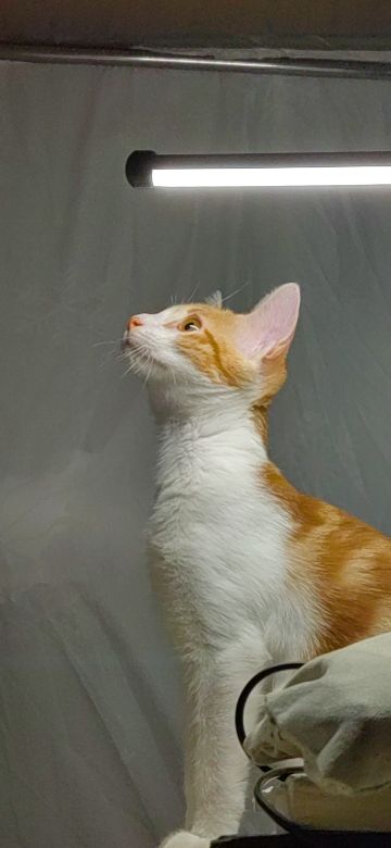 猫图片|宠物猫|猫咪|