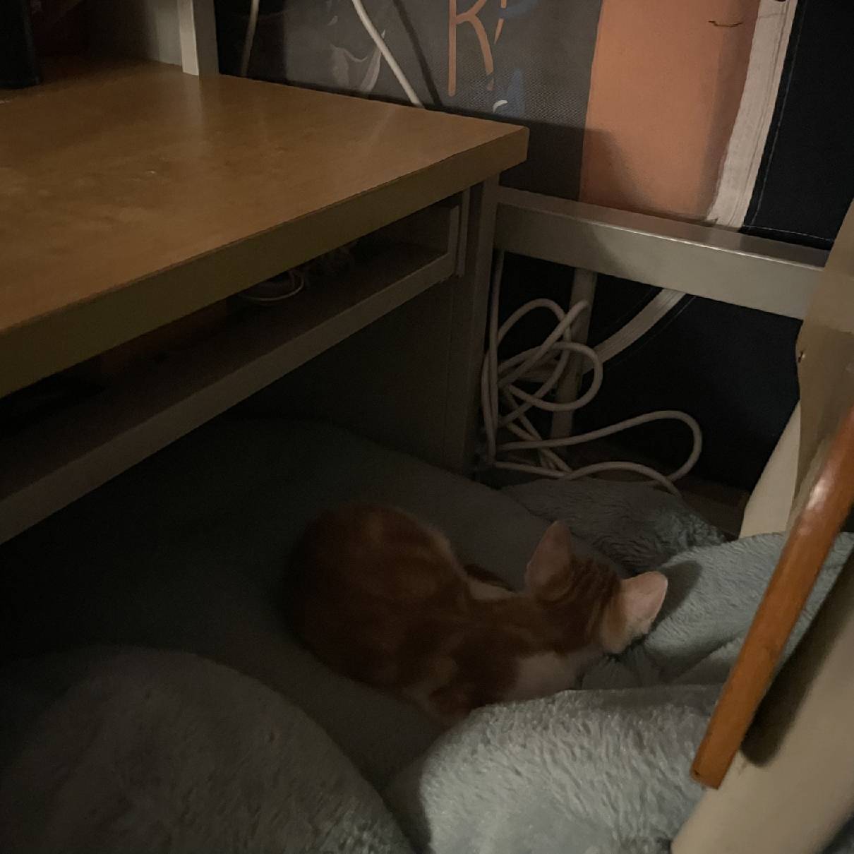 猫图片|宠物猫|猫咪|