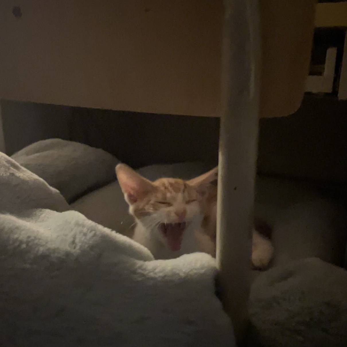 猫图片|宠物猫|猫咪|