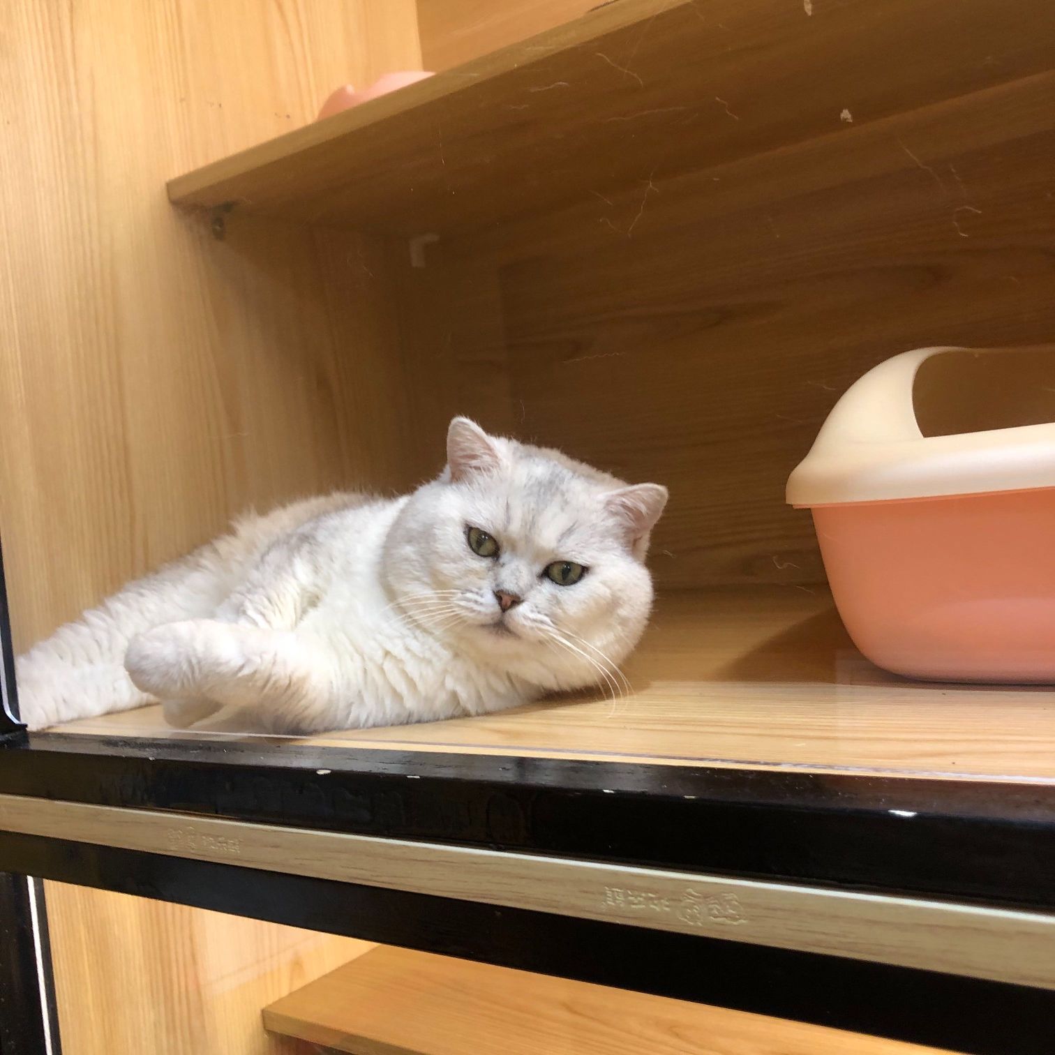 猫图片|宠物猫|猫咪|