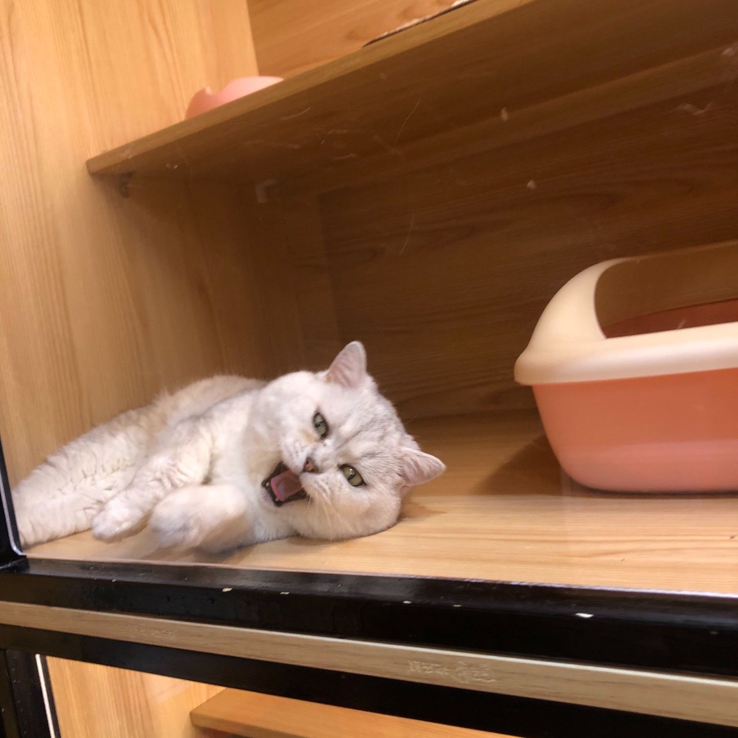 猫图片|宠物猫|猫咪|