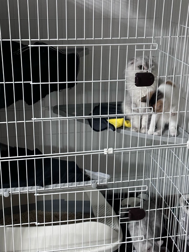 猫图片|宠物猫|猫咪|