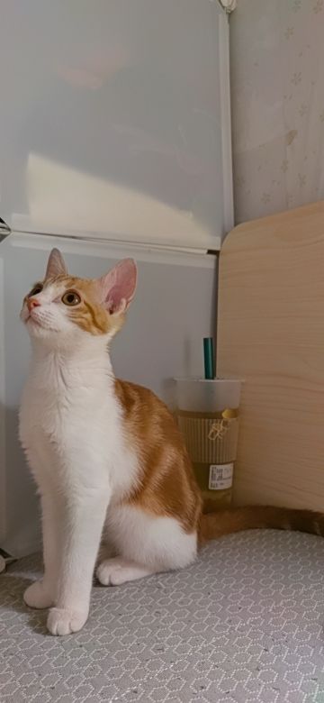 猫图片|宠物猫|猫咪|