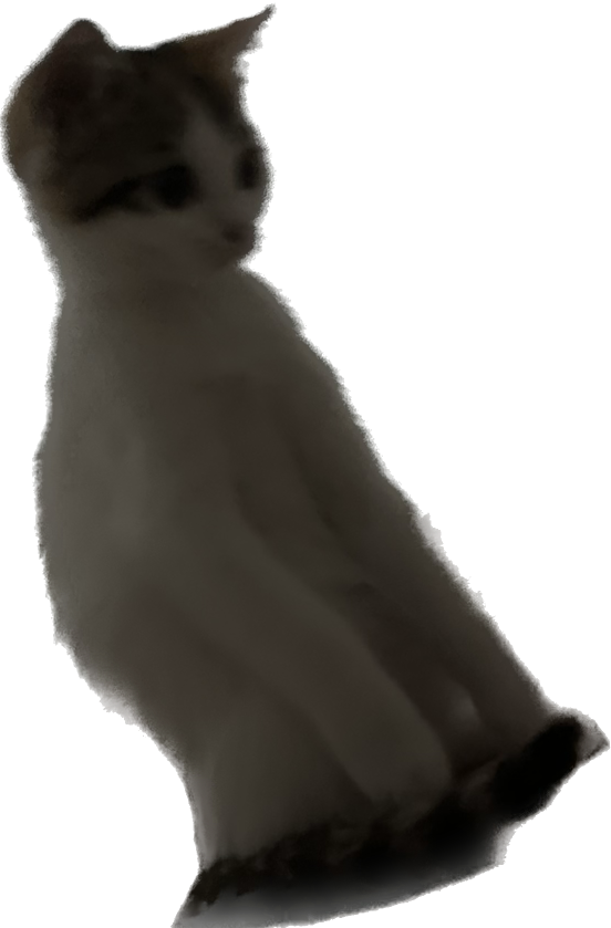 猫图片|宠物猫|猫咪|