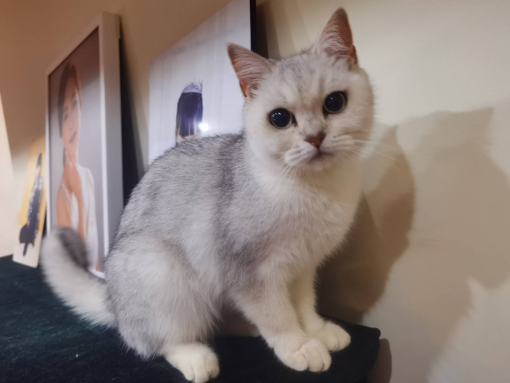 猫图片|宠物猫|猫咪|