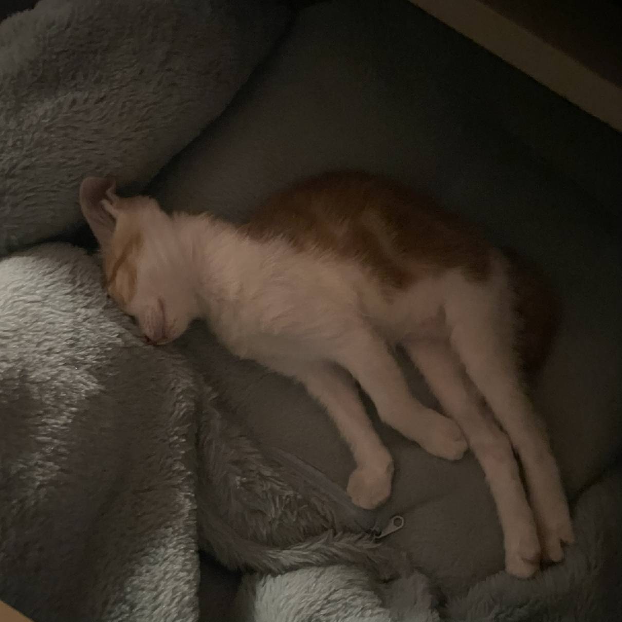 猫图片|宠物猫|猫咪|