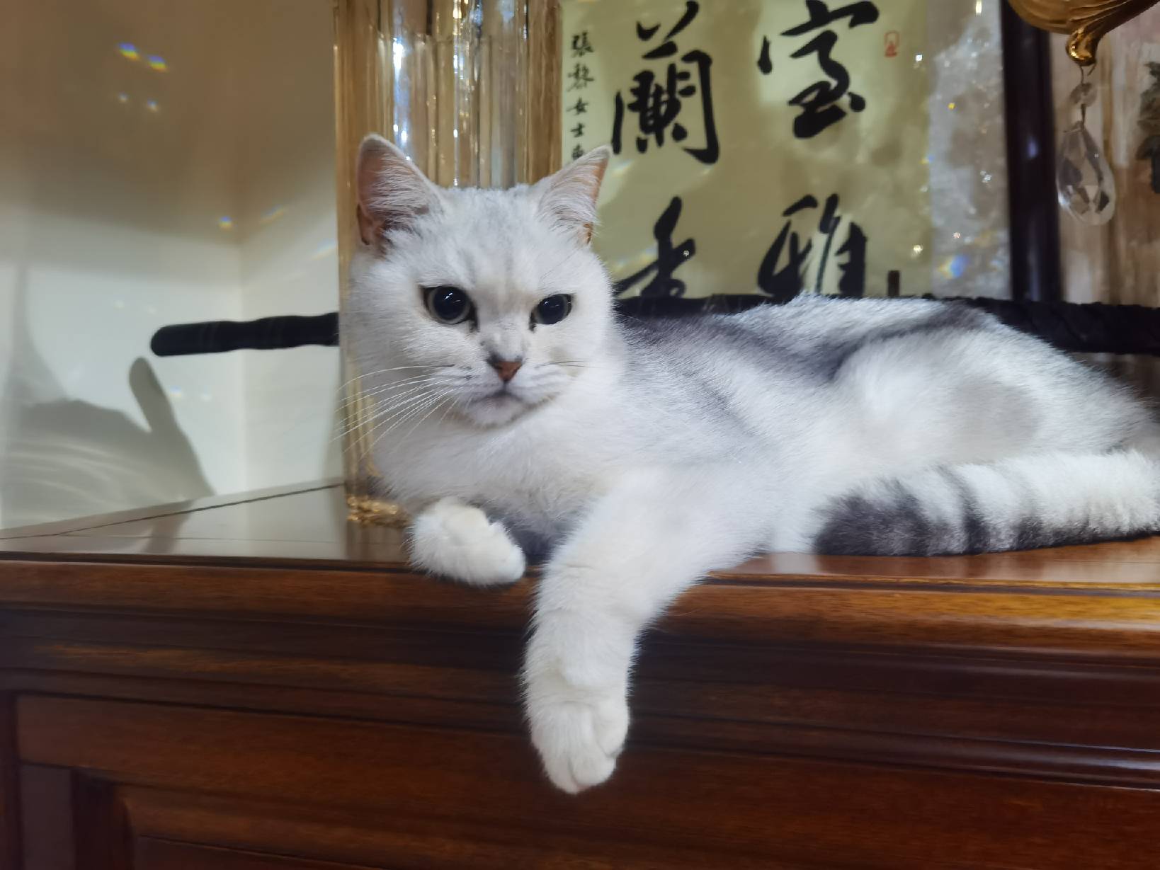 猫图片|宠物猫|猫咪|