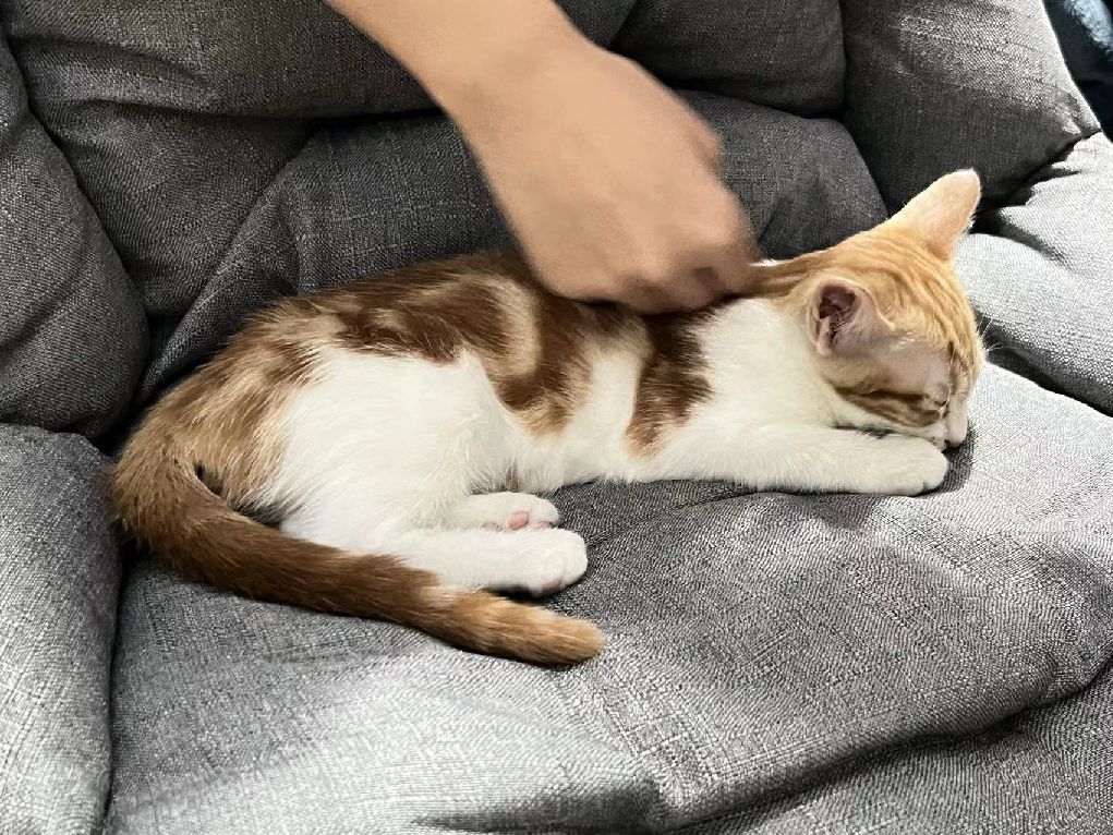 猫图片|宠物猫|猫咪|