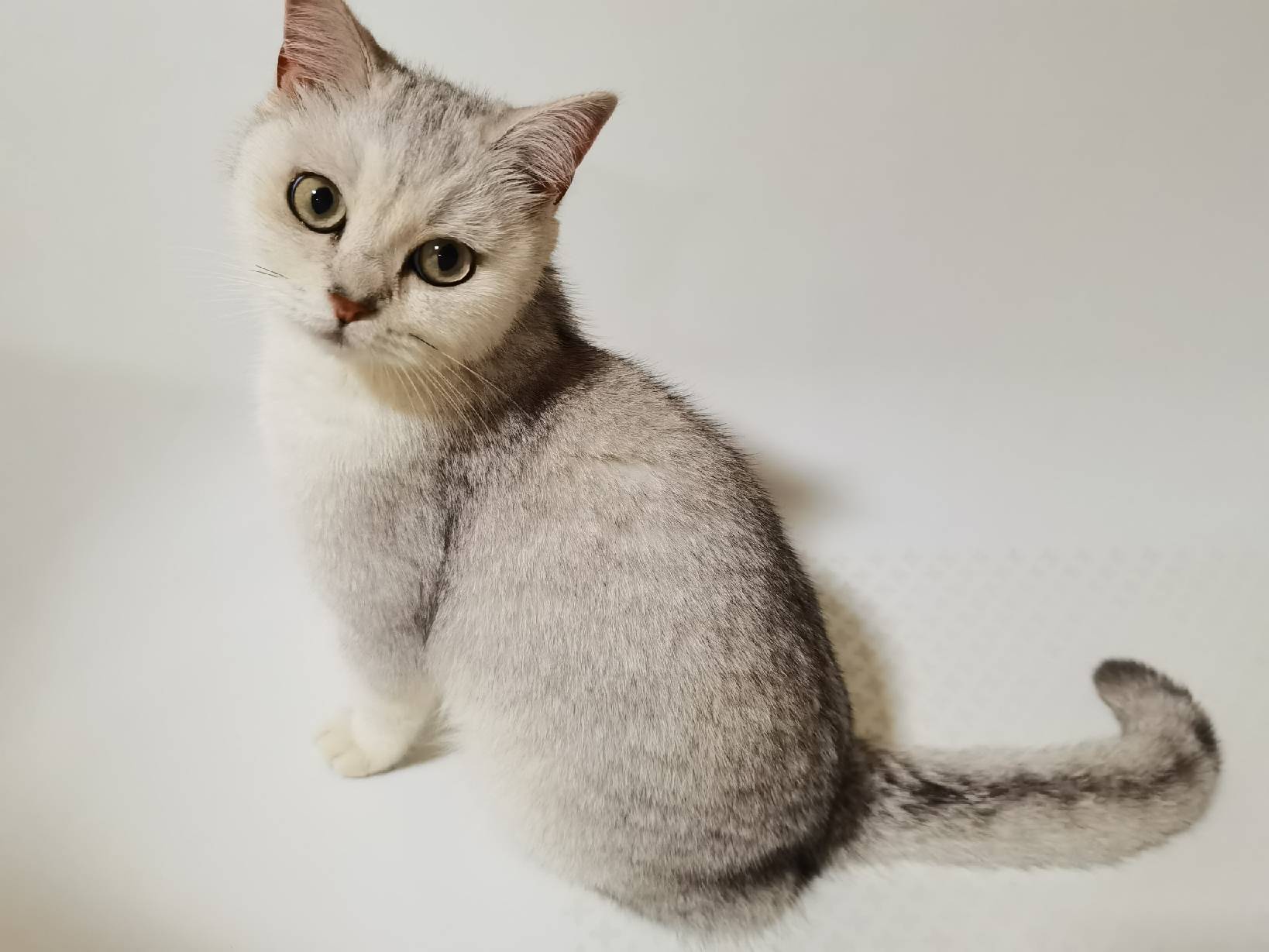 猫图片|宠物猫|猫咪|