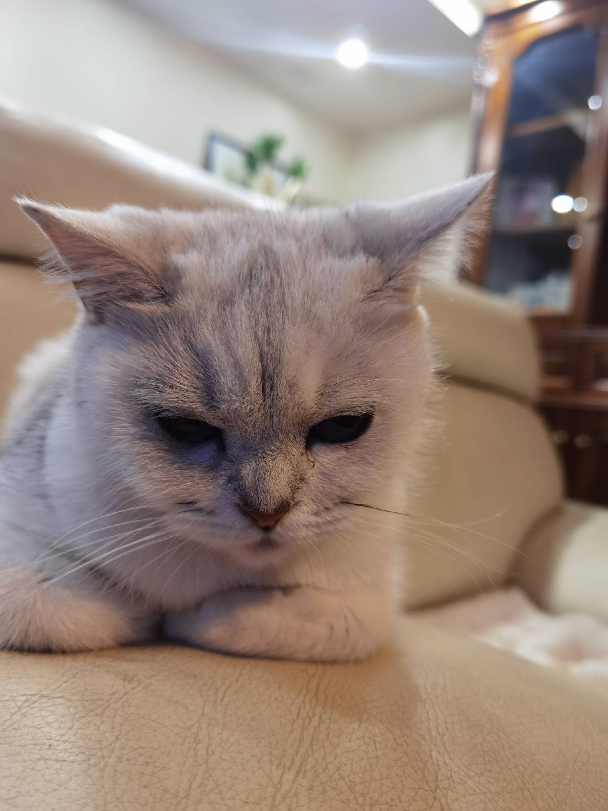 猫图片|宠物猫|猫咪|