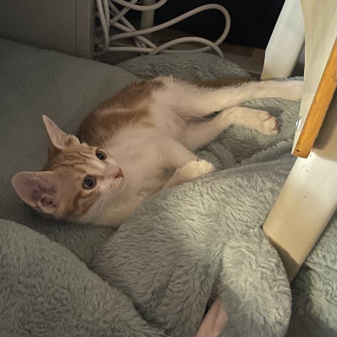 猫图片|宠物猫|猫咪|