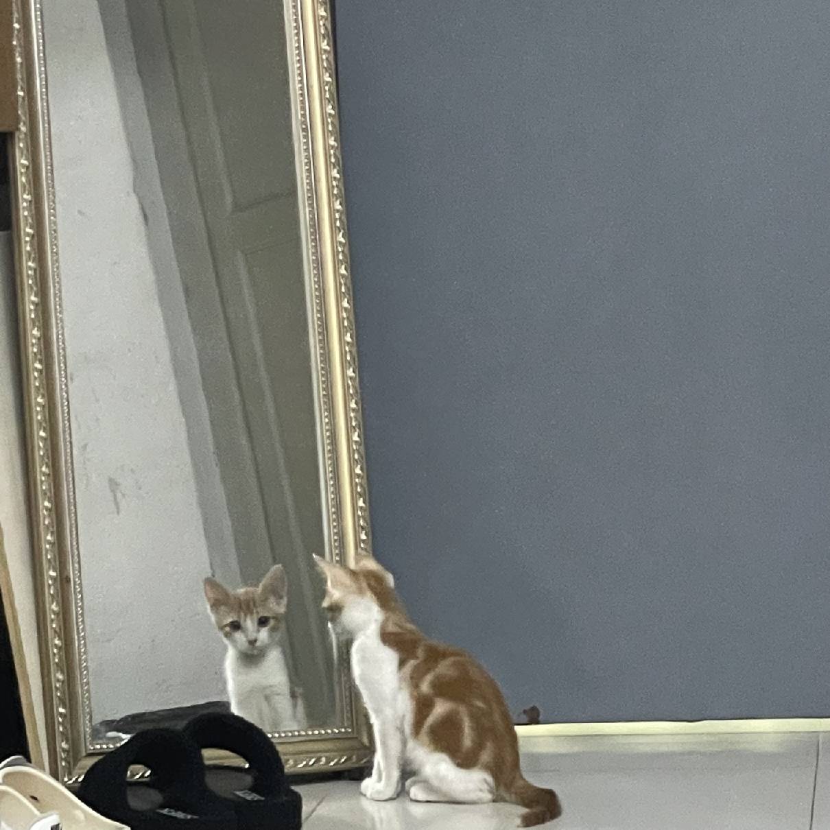 猫图片|宠物猫|猫咪|