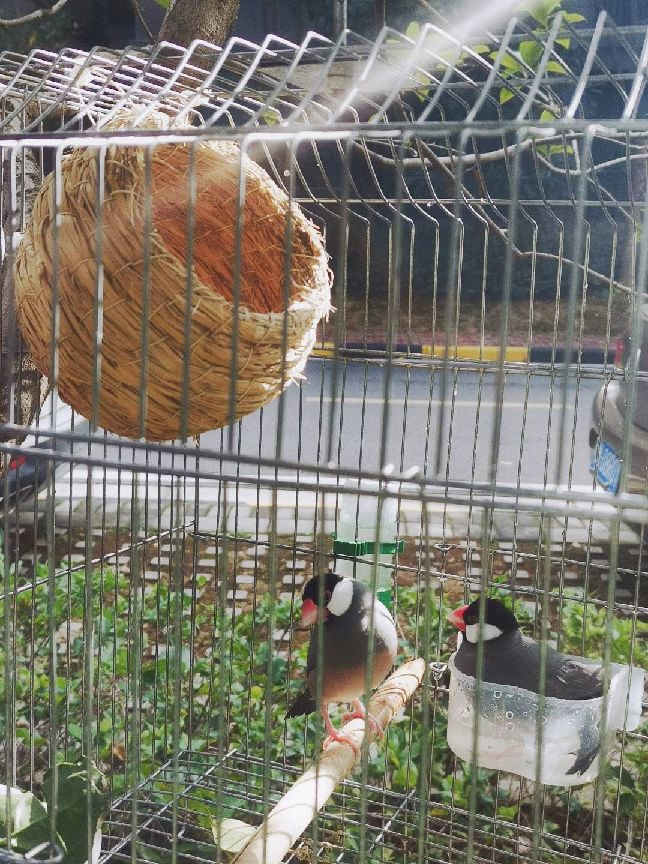 猫图片|宠物猫|猫咪|