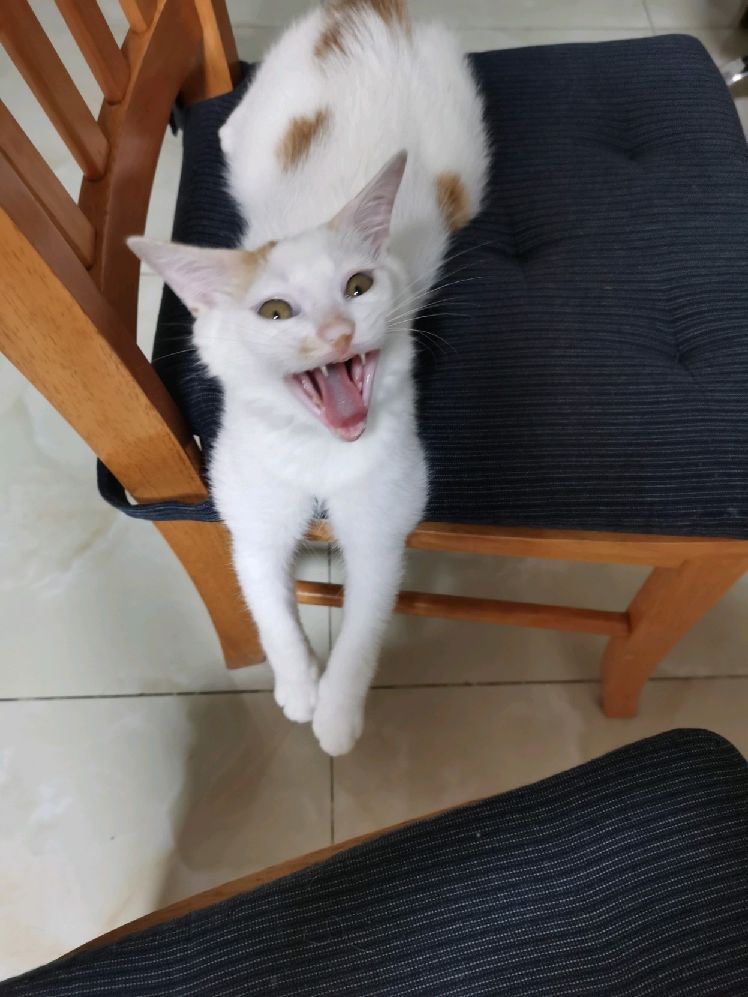 猫图片|宠物猫|猫咪|