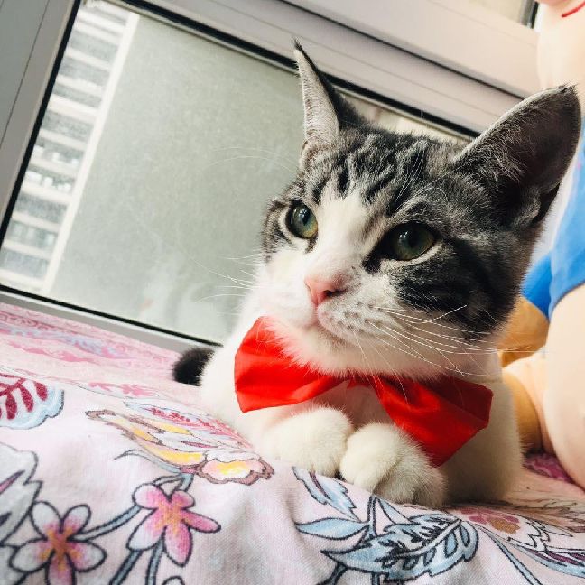 猫图片|宠物猫|猫咪|