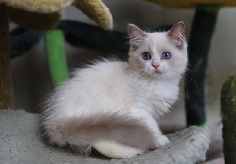 猫图片|宠物猫|猫咪|