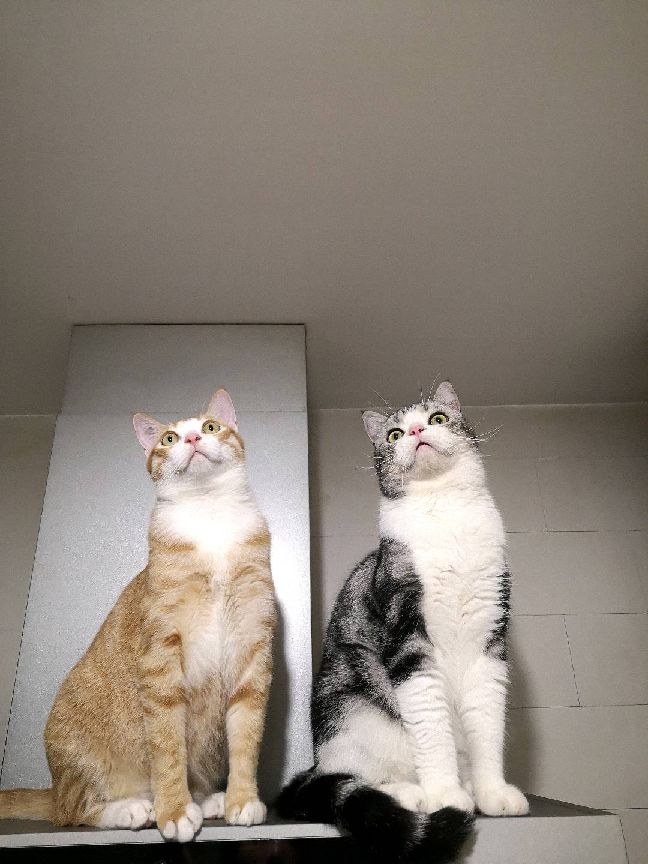 猫图片|宠物猫|猫咪|