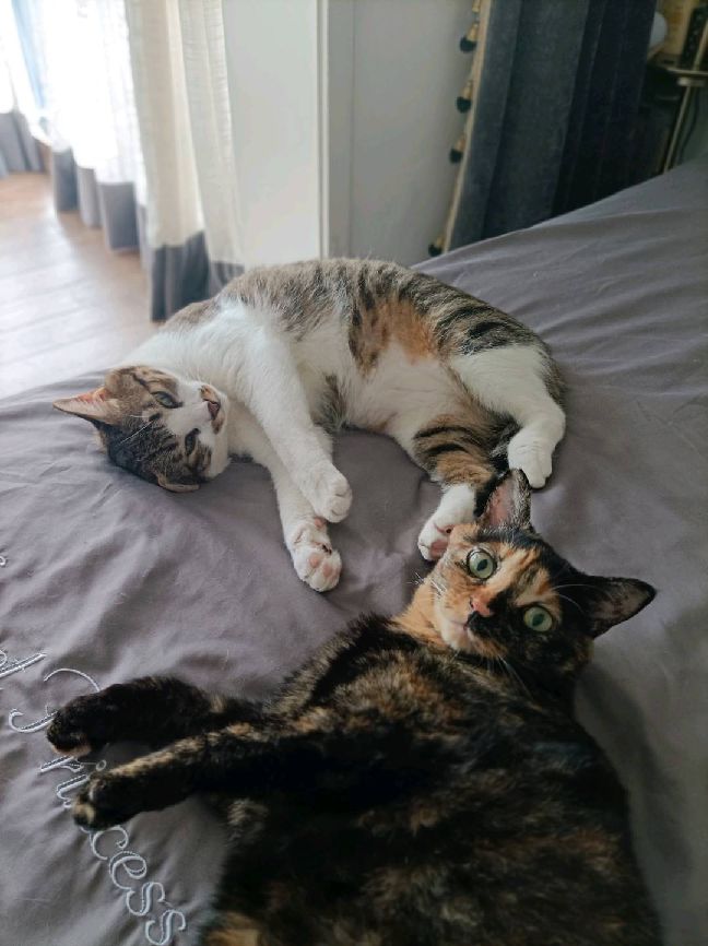 猫图片|宠物猫|猫咪|