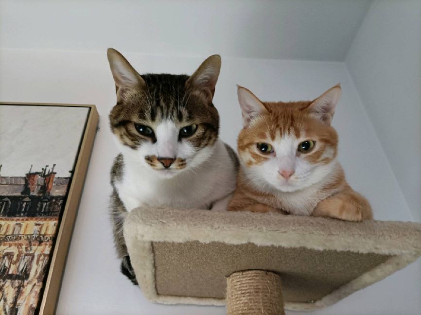 猫图片|宠物猫|猫咪|