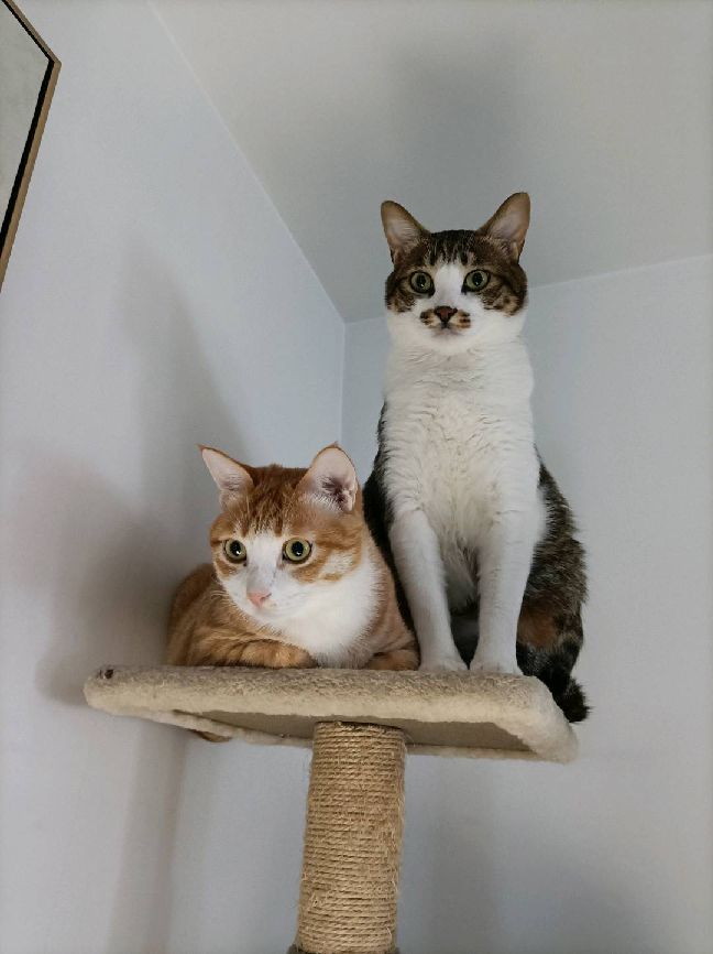 猫图片|宠物猫|猫咪|