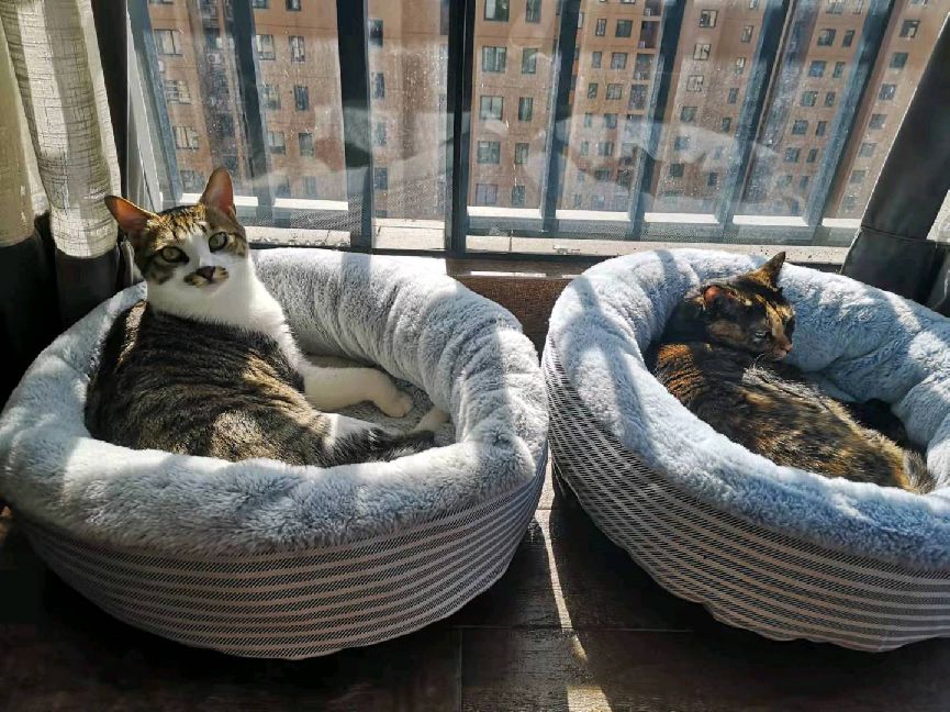 猫图片|宠物猫|猫咪|