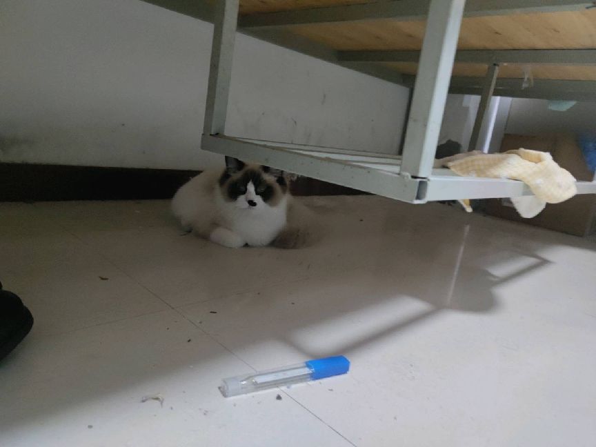 猫图片|宠物猫|猫咪|