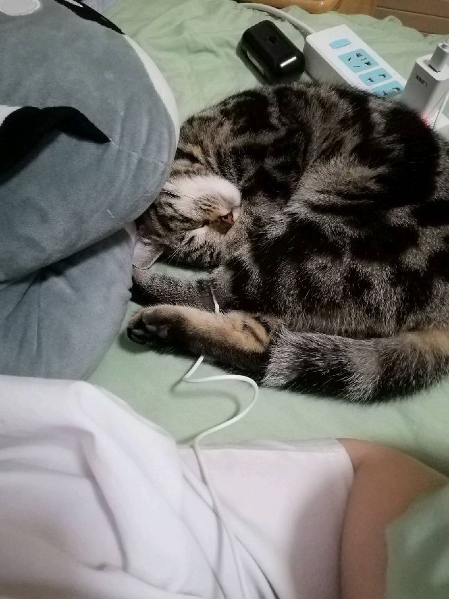 猫图片|宠物猫|猫咪|