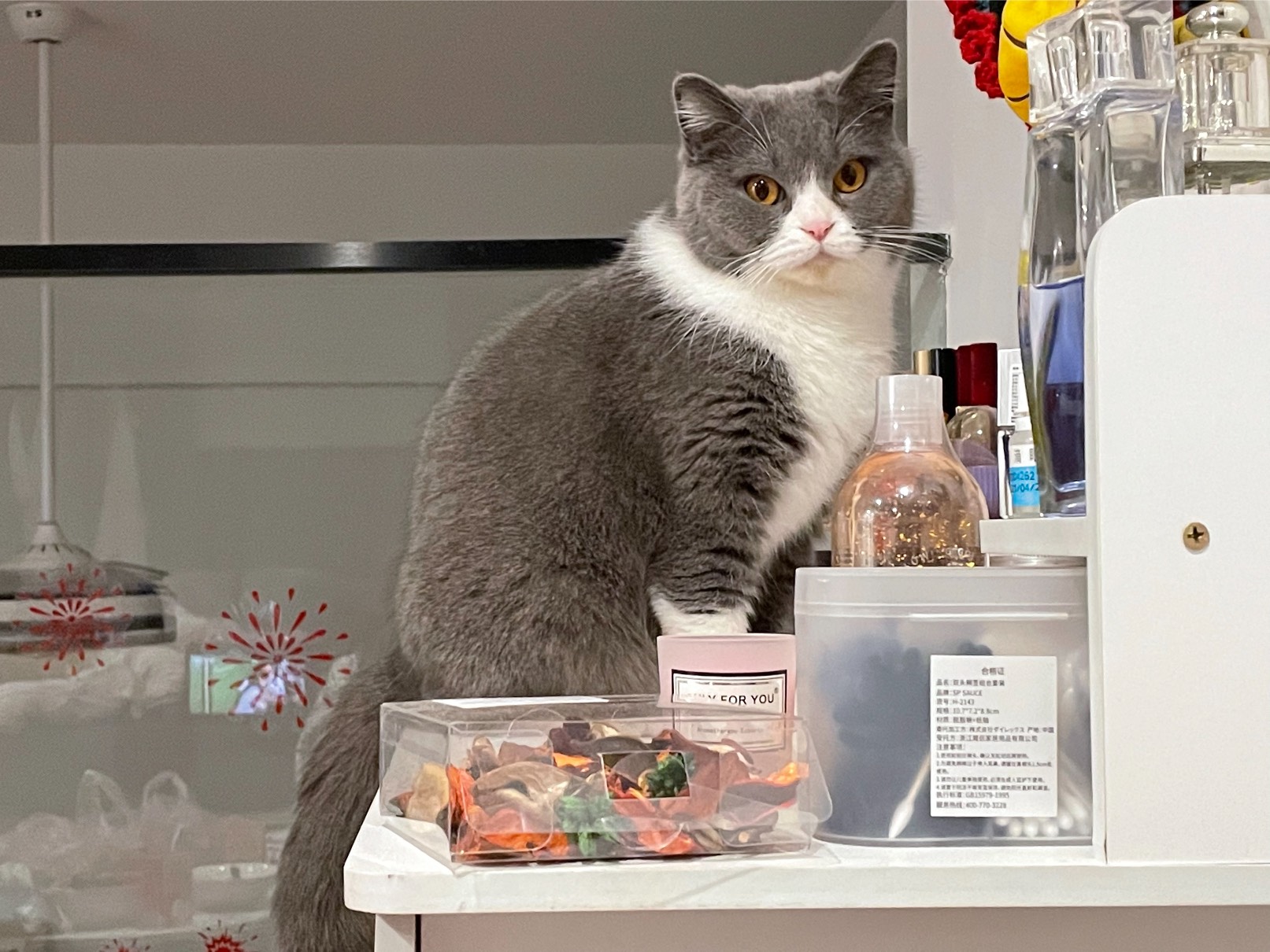 猫图片|宠物猫|猫咪|