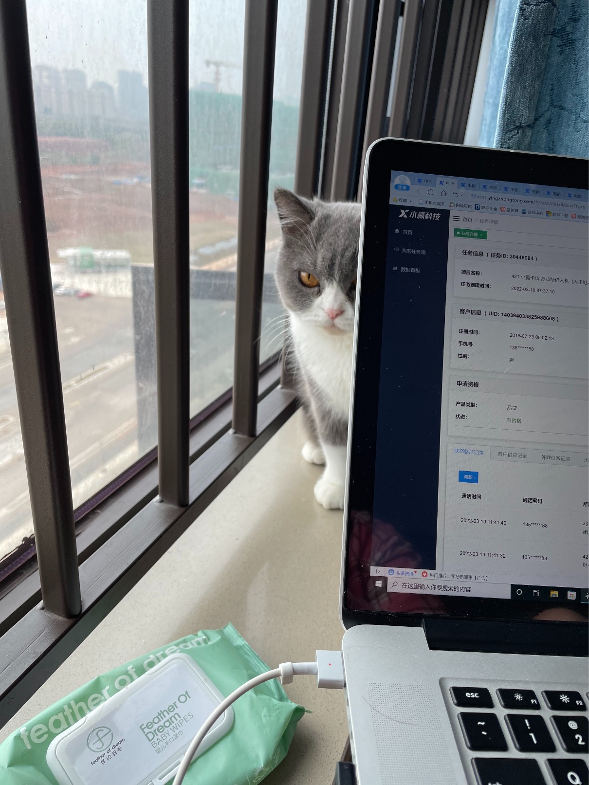 猫图片|宠物猫|猫咪|