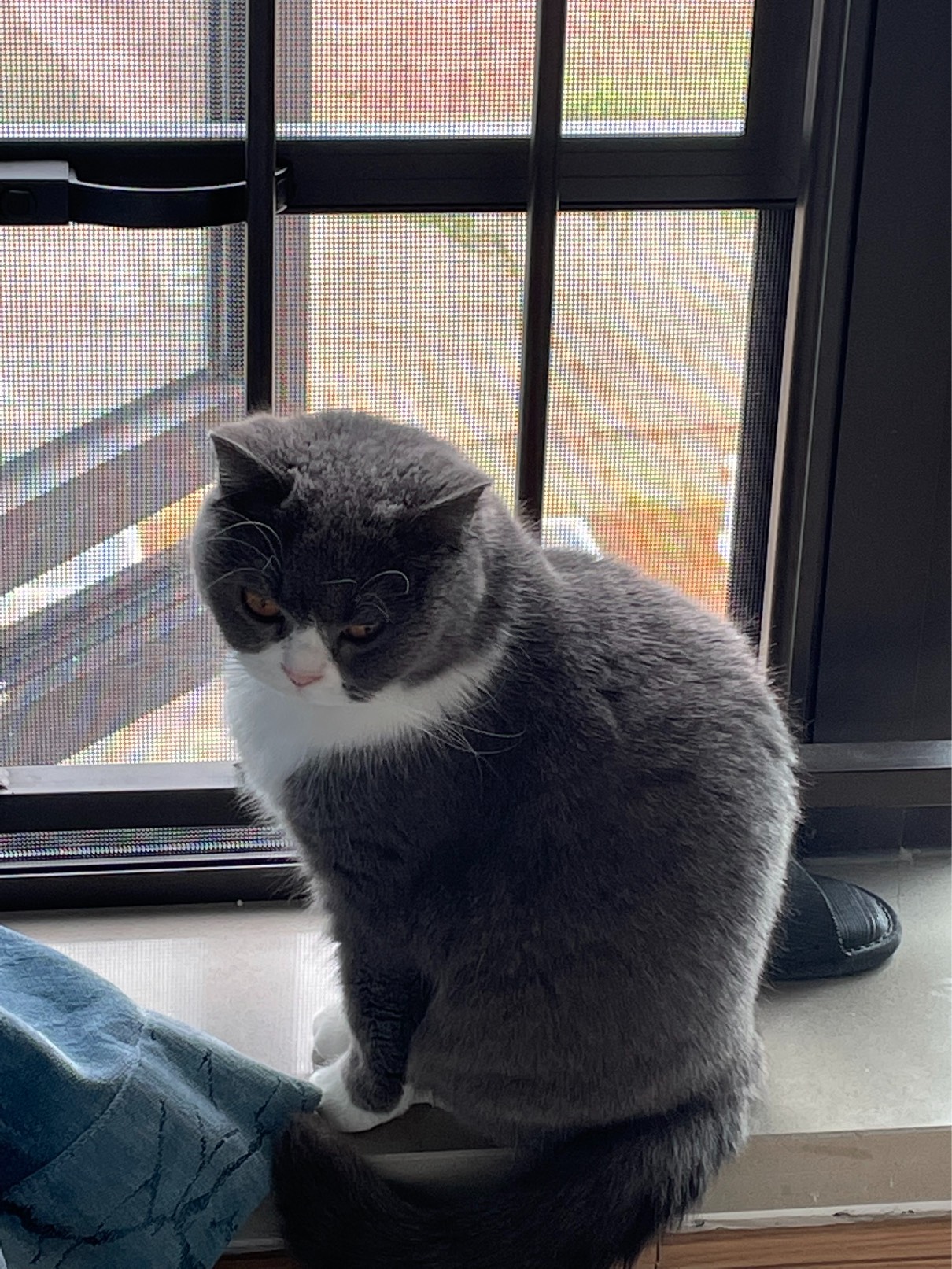 猫图片|宠物猫|猫咪|