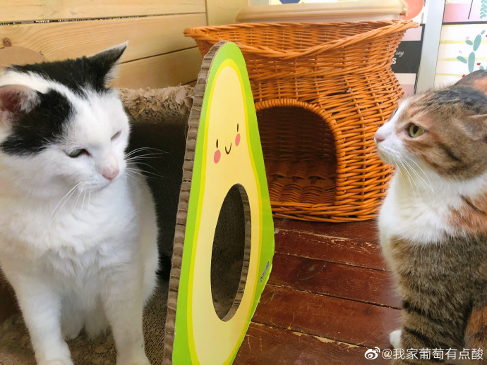 猫图片|宠物猫|猫咪|