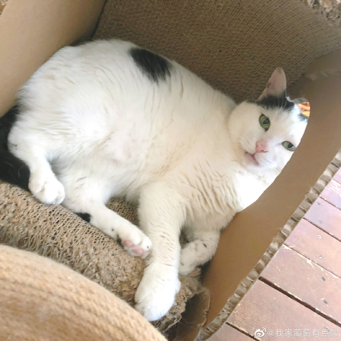 猫图片|宠物猫|猫咪|