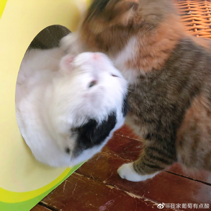 猫图片|宠物猫|猫咪|