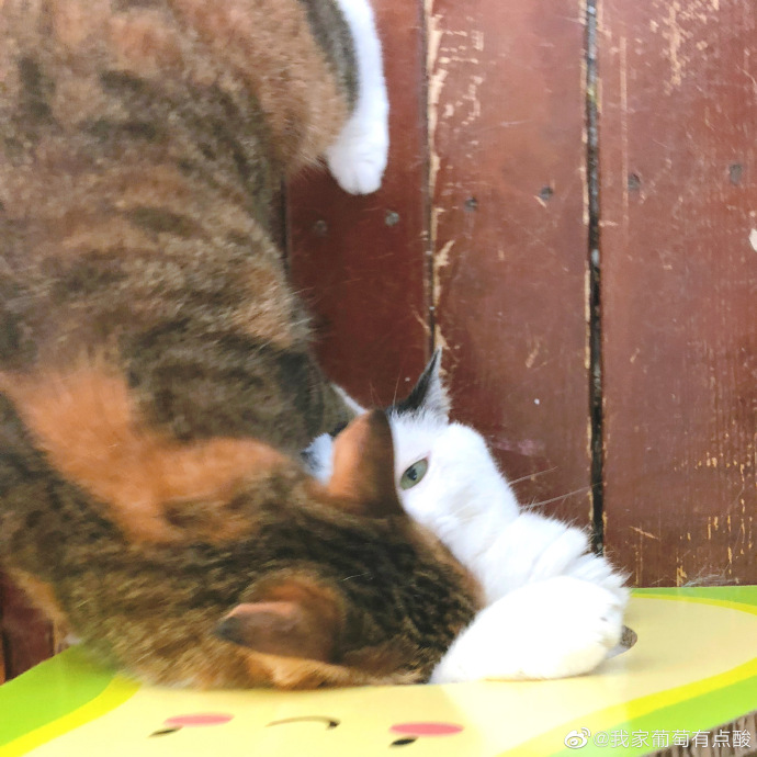 猫图片|宠物猫|猫咪|