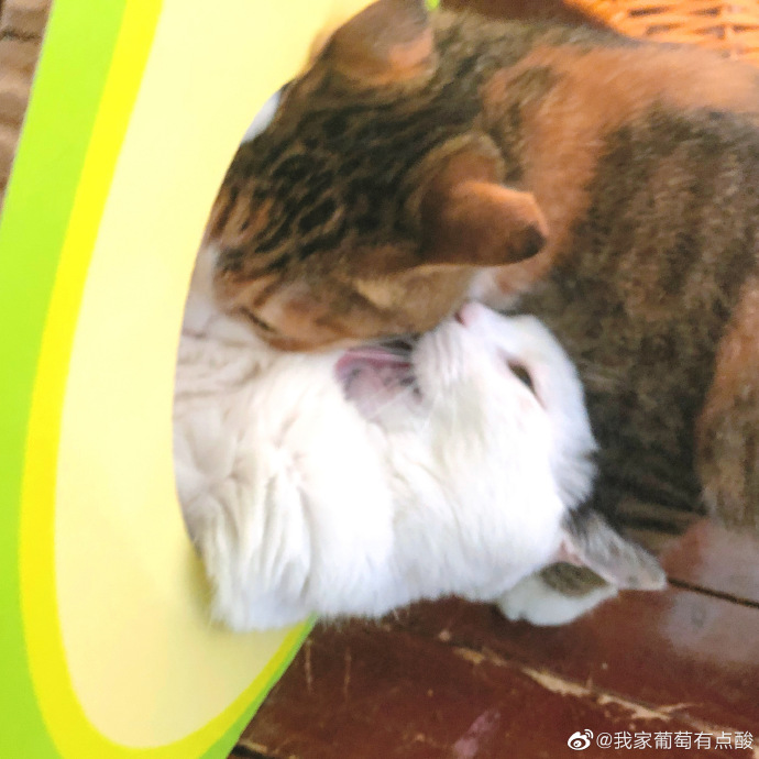 猫图片|宠物猫|猫咪|