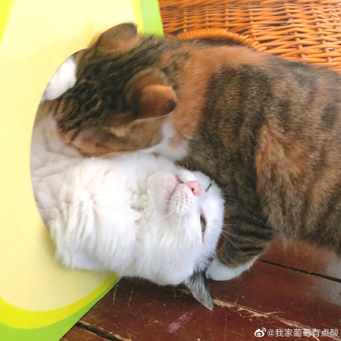 猫图片|宠物猫|猫咪|